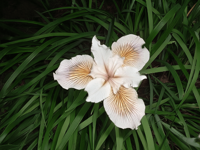 Beautiful plants. Image 7